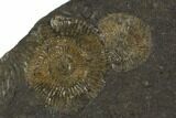 Dactylioceras Ammonite Cluster - Posidonia Shale, Germany #100255-2